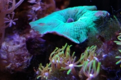 coral-mushroom-green-on-live-rock-013