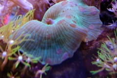 coral-mushroom-green-on-live-rock-014