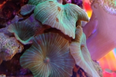 coral-mushroom-green-on-live-rock-015