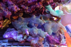 coral-mushroom-green-on-live-rock-016