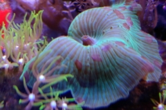 coral-mushroom-green-on-live-rock-017
