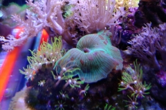 coral-mushroom-green-on-live-rock-018