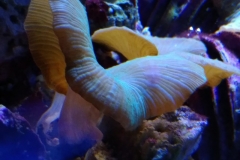 coral-mushroom-green-on-live-rock-019