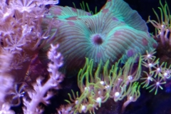 coral-mushroom-green-on-live-rock-020