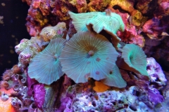 coral-mushroom-green-on-live-rock-021