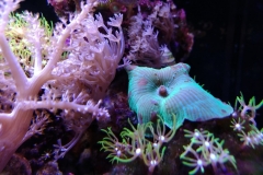 coral-mushroom-green-on-live-rock-022