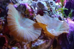 coral-mushroom-green-on-live-rock-023