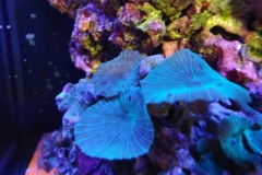 coral-mushroom-green-on-live-rock-024