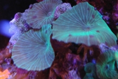 coral-mushroom-green-on-live-rock-025