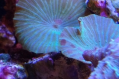 coral-mushroom-green-on-live-rock-026