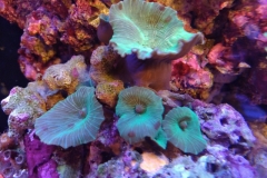 coral-mushroom-green-on-live-rock-027