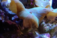 coral-mushroom-green-on-live-rock-028