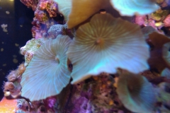 coral-mushroom-green-on-live-rock-029