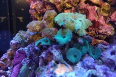 coral-mushroom-green-on-live-rock-030