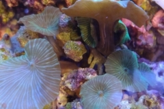 coral-mushroom-green-on-live-rock-031