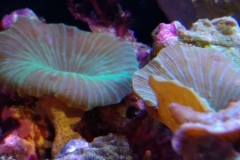 coral-mushroom-green-on-live-rock-032