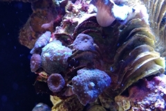 coral-mushroom-purple-on-clam-shell-001