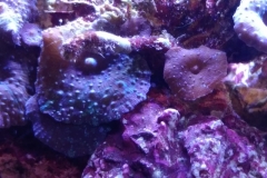 coral-mushroom-purple-on-clam-shell-002