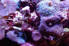 coral-mushroom-purple-on-clam-shell-003