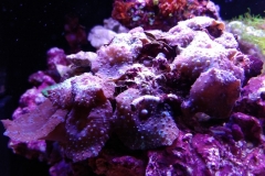 coral-mushroom-purple-on-clam-shell-004