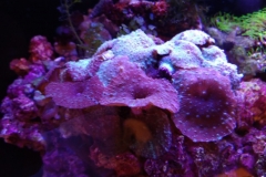 coral-mushroom-purple-on-clam-shell-005
