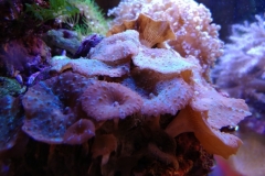 coral-mushroom-purple-on-clam-shell-007