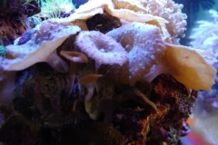 coral-mushroom-purple-on-clam-shell-008