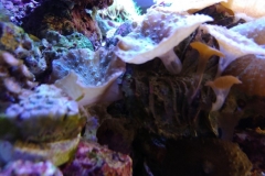 coral-mushroom-purple-on-clam-shell-009