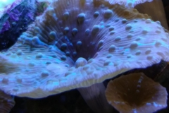 coral-mushroom-purple-on-clam-shell-011