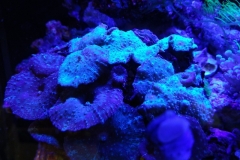 coral-mushroom-purple-on-clam-shell-012