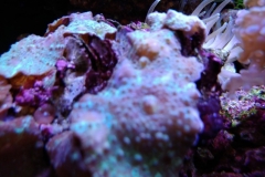 coral-mushroom-purple-on-clam-shell-013