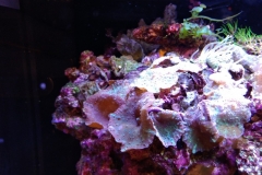 coral-mushroom-purple-on-clam-shell-014