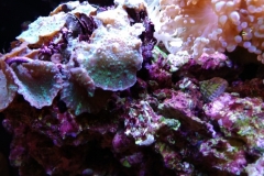 coral-mushroom-purple-on-clam-shell-015