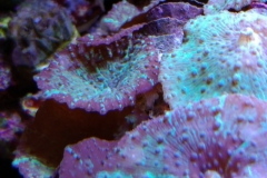 coral-mushroom-purple-on-clam-shell-016