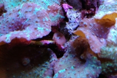 coral-mushroom-purple-on-clam-shell-017