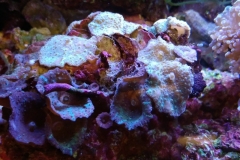 coral-mushroom-purple-on-clam-shell-018