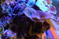 coral-mushroom-purple-on-clam-shell-019