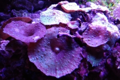 coral-mushroom-purple-on-clam-shell-020