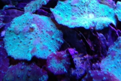 coral-mushroom-purple-on-clam-shell-021