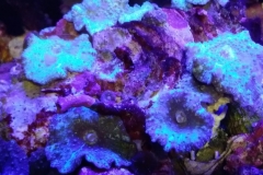 coral-mushroom-purple-on-clam-shell-022