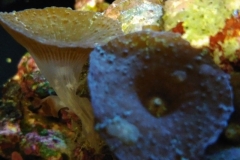 coral-mushroom-purple-on-clam-shell-023