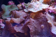 coral-mushroom-purple-on-clam-shell-024