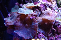 coral-mushroom-purple-on-clam-shell-025