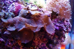 coral-mushroom-purple-on-clam-shell-026