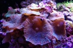 coral-mushroom-purple-on-clam-shell-027