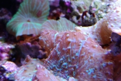 coral-mushroom-purple-on-clam-shell-028