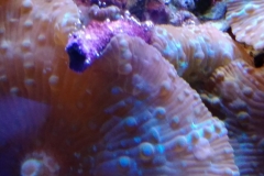 coral-mushroom-purple-on-clam-shell-029