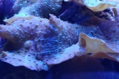 coral-mushroom-purple-on-clam-shell-030