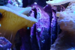 coral-mushroom-purple-on-clam-shell-031