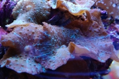 coral-mushroom-purple-on-clam-shell-032